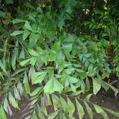 Produktbild von Fischschwanzpalme (Caryota mitis) - 10 Samen