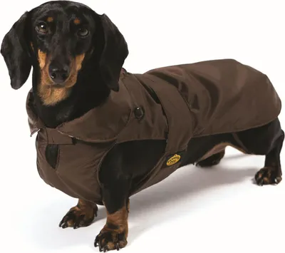 A dachshund wearing a brown dog coat, standing on a white background.