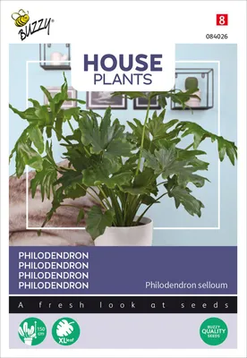 Artikelbild 2 von 'Philodendron Selluom' aus der Kategorie Zimmer & Kübelpflanzen