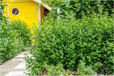Produktbild von Stauden Gänge 50 x Ligustrum ovalifolium 'Green Diamond' - Ovalblättriger Liguster - Der funkelnde Star unter den Heckenpflanzen - Winterhart