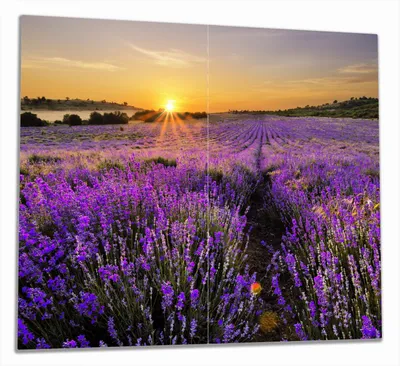 Produktbild von Wallario Herdabdeckplatte aus Glas, Größe 60 x 52 cm 2-teilig, Motiv Sonnenuntergang über dem Lavendel