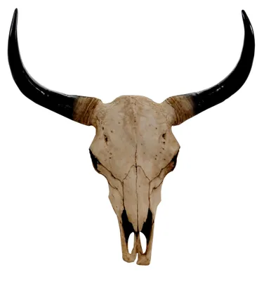Produktbild von Deko Schädel 64 cm, Polyresin Stierkopf Longhorn Trophäe, In-/Outdoor - Natur