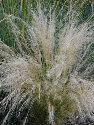 Produktbild von 6 x Dünnblättriges Federgras, Stipa tenuissima, TB 9
