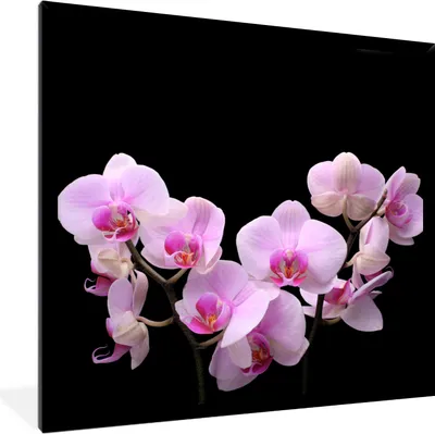 Produktbild von MuchoWow® Gerahmtes Poster Orchidee - Blumen - Rosa - Flora 40x40 cm - Poster mit Schwarzem Bilderrahmen Wandposter Rahmen Foto Bilder - Mit Rahmen - Wanddekoration Schlafzimmer