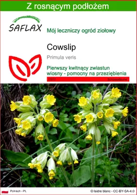 Zdjęcie produktu dla SAFLAX - Cowslip - 100 Nasiona - Z podłożem uprawowym wolnym od zarazków - Primula veris