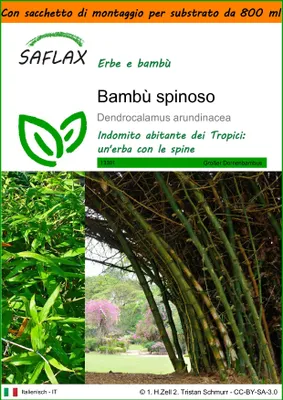 Immagine prodotto di SAFLAX Garden in the bag - Bambù spinoso - 50 semi - Dendrocalamus