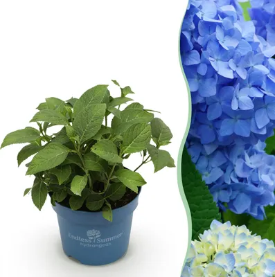 Image de Hydrangea Endles Summer The Orginal Blue - Hydrangea - Hardy - Blue - 20-25cm - Ø14cm - Plante de jardin