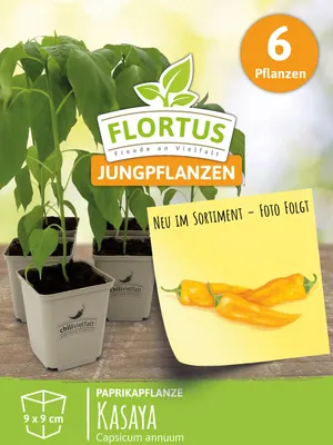 Produktbild von Paprikapflanze Kasaya | Paprikapflanzen von FLORTUS, Menge:6 Pflanzen