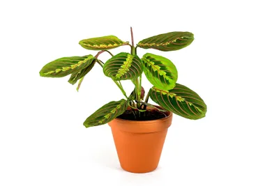 Obrázek produktu pro Gardners Marantha leuconeura Fascinator, průměr 12 cm