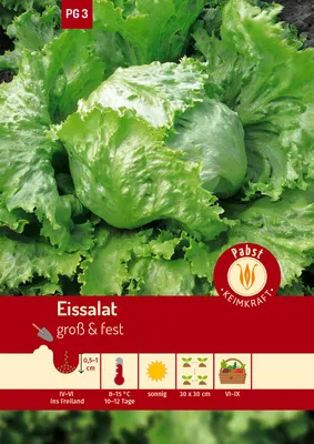Artikelbild 1 von 'Eissalat Lakes' aus der Kategorie Eissalatsamen