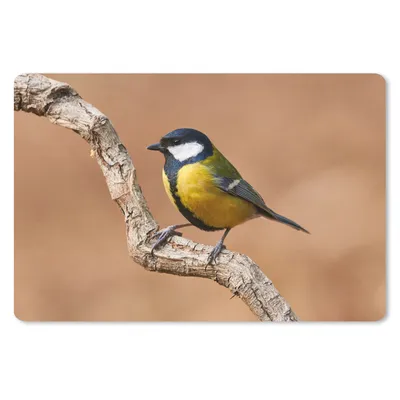 Produktbild von MuchoWow® Schreibtischunterlage Vogel - Kohlmeise - Zweige 60x40 cm - XXL Mauspad - Großes Mauspad