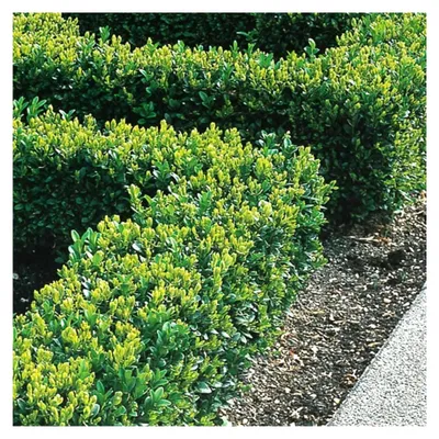 Produktbild von Buchsbaum Sempervirens (25 Stk.) - Winterharte Immergrüne Heckenpflanzen für Garten, Kübel oder Balkon