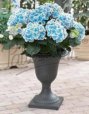 Immagine prodotto di Hydrangea macrophylla Bavaria 20-30 cm / vaso 10,5 - Ortensia dai fiori magnifici - Ortensia del contadino