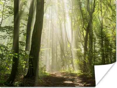 Produktbild von MuchoWow® Poster Wald - Licht - Natur - Landschaft 160x120 cm - Foto Plakat