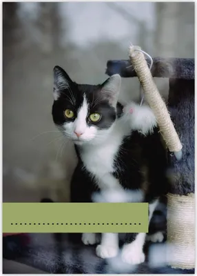 Produktbild von süßer DIN A3 Kinder Malblock Motiv "Katzen Glück"