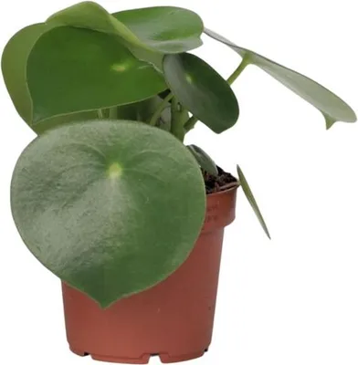 Image de Pépéromie - Peperomia polybotrya - Hauteur 20-30cm - ⌀12cm