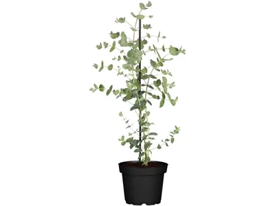 Produktbild von Eucalyptus 'Silver Dollar', Silber-Eukalyptus, 20- 40 cm