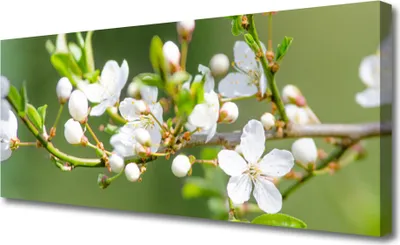 Produktbild von Tulup Leinwand-Bilder 125x50 Wandbild Canvas Kunstdruck Zweige Blumen Pflanzen