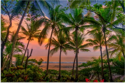 Produktbild von MuchoWow® Poster Palme - Tropisch - Meer 180x120 cm - Fotoplakat