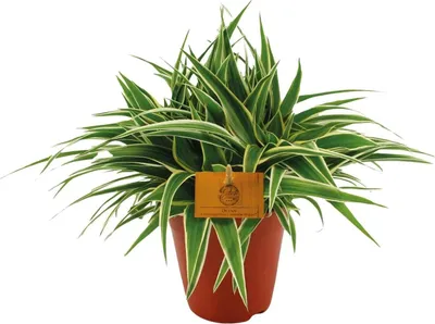 Image de Chlorophytum « Ocean » (plante d'intérieur) Ø15cm, 25cm, facile d'entretien