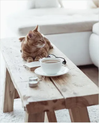 Produktbild von Wallario Poster - Süße rot getigerte Katze beim Kaffee, Kunstdruck Größe: 40 x 50 cm