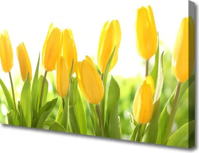 Produktbild von Tulup Leinwand-Bilder 100x50 Wandbild Canvas Kunstdruck Tulpen Pflanzen