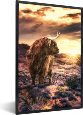 Produktbild von MuchoWow® MuchoWow® Gerahmtes Poster Schottisches Hochlandrind - Sonnenuntergang - Tier 40x60 cm - Poster mit zchwarzem Bilderrahmen - Papierdruck - Wandbilder
