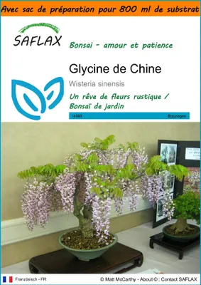 Image de SAFLAX Garden in the bag - Glycine de Chine - 4 graines - Wisteria
