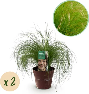 Produktbild von GreenboutiQ - Ziergräser - Stipa tenuifolia Pony Tails - Grün - 2 Pflanzen - Immergrün - Wenig Pflege - Topf 17cm Höhe 50cm