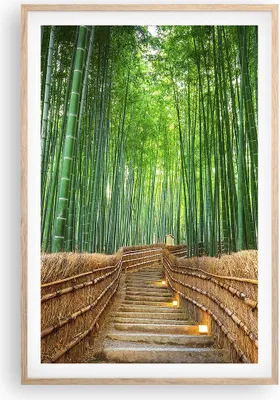 Produktbild von Gerahmtes Poster - Rahmen in heller Eiche - Bambus Pflanze - 61x91,5 cm - Wand Bild - Wanddeko - Wandbilder - Kunstposter - Wandposter - Bilderrahmen - Bilder - Kunstdruck - Wandbild - P2NPA61x91-3979