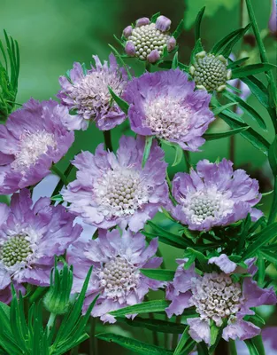 Zdjęcie produktu dla Skabioseka kaukaska "Perfecta", w doniczce - *Scabiosa caucasica*