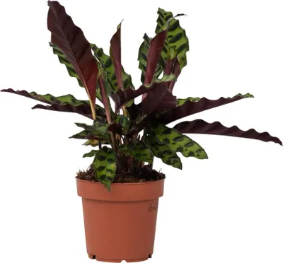 Image de Calathea ornata - Goeppertia insignis - Hauteur 30-40cm - ⌀12cm