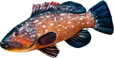 Produktbild von Gaby Das Dusky Grouper Riesenkissen Orange  Orange One Size