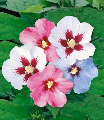 Produktbild von BALDUR Garten 5er Hibiskus-Hecke, Pflanzen im 9x9 cm-Topf, Hibiscus Syriacus, Heckenpflanzen blühend, Blüten essbar, winterhart, blühende und blickdichte Hecke