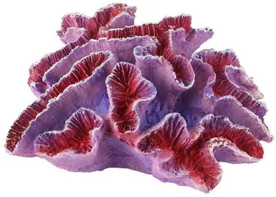 Produktbild von Tagesgut - Korallenschmuck für die Aquariumlandschaft