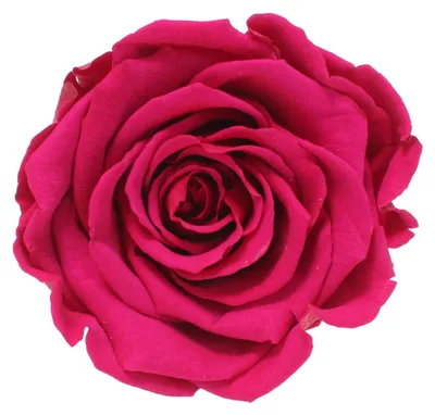 Produktbild von Infinity Rose L Ø5cm konserviert stabilisiert haltbar Rosenkopf ewige Rosenblüte 1 St. Dunkel Pink (pin05)