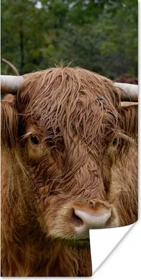 Produktbild von MuchoWow® Poster Schottische Highlander - Tiere - Gras 60x120 cm - Wandschmuck