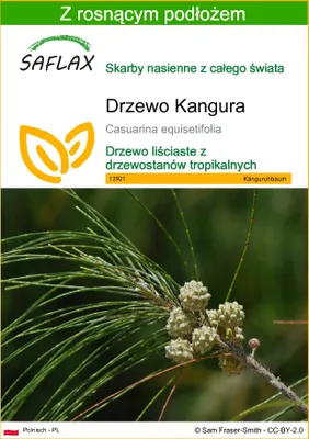 Zdjęcie produktu dla SAFLAX - Drzewo Kangura - 200 Nasiona - Z podłożem uprawowym wolnym od zarazków - Casuarina equisetifolia