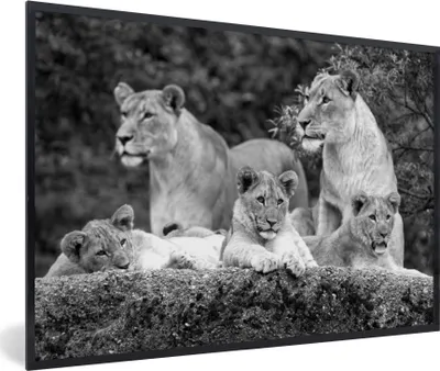 Produktbild von MuchoWow® MuchoWow® Gerahmtes Poster Löwen und Jungtiere - schwarz und weiß 30x20 cm - Poster mit zchwarzem Bilderrahmen - Kunstdruck - Bild-Poster