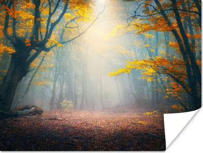 Produktbild von MuchoWow® Poster Wald - Nebel - Herbst 160x120 cm - Foto Plakat