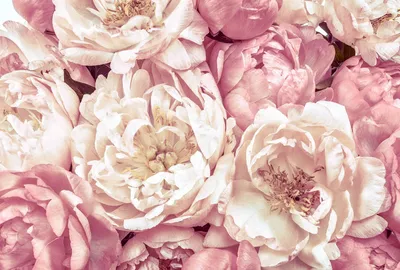 Produktbild von Komar Fototapete Peonies Rosa - 611145 - 368 x 248 cm