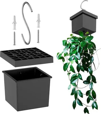 Produktbild von Klimplanten-Hängepflanze für Innen- und Außenbereich - Dekoration für Balkon und Garten