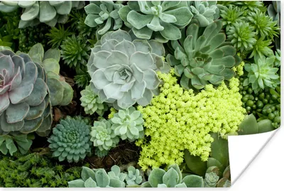 Produktbild von MuchoWow® Poster Ein grünes und gelbes Blumenmuster 120x80 cm - Bilder