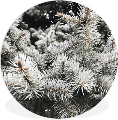 Produktbild von MuchoWow® Rundes Wandbild - Runde Bilder Baum - Äste - Winter Ø 90 cm Kreis Wanddekoration Kunststoff - Wandkreis - Wandschmuck - Wand-Kreis - Wohnzimmer - Bild - Runde - Wanddeko - Dibond - Kunstdrucke