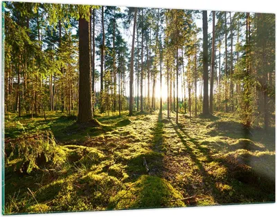 Produktbild von Bilder auf glas - Wald Baum Natur - 120x80cm - Glasbilder - Wandbilder - Kunstdruck - zum Aufhängen bereit - Wanddekoration aus Glas - Glas Bilder - Wandbild auf Glas - Einteilig - GAA120x80-3724