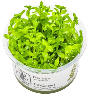 Produktbild von Aquarium Pflanze Bacopa caroliniana Tropica Nr.043 TC In Vitro Wasserpflanze