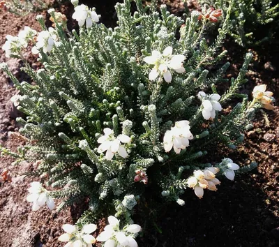 Immagine prodotto di 3 pezzi Erica tetralix alba erica campanula sempreverde e resistente