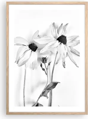 Produktbild von Gerahmtes Poster - Rahmen in heller Eiche - Verwelkt Blumen Monochrom - 50x70 cm - Wand Bild - Wanddeko - Wandbilder - Kunstposter - Wandposter - Bilderrahmen - Bilder - Kunstdruck - P2NPA50x70-4737