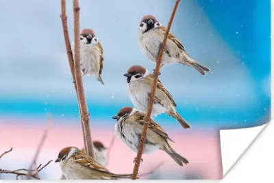 Produktbild von MuchoWow® Poster Vögel - Spatz - Tiere - Äste 120x80 cm - Bilder