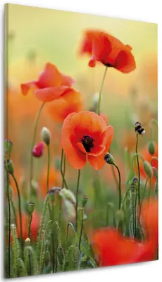 Produktbild von Wallario Premium Leinwandbild Mohnblumenblüten in Größe 60 x 90 cm